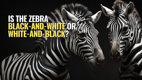 Is the zebra black-and-white or white-and-black?