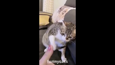 funny cats