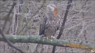 Hays Eagles alert at sub-adult near the nest above the Woods Limb 2.25.22 12:12pm