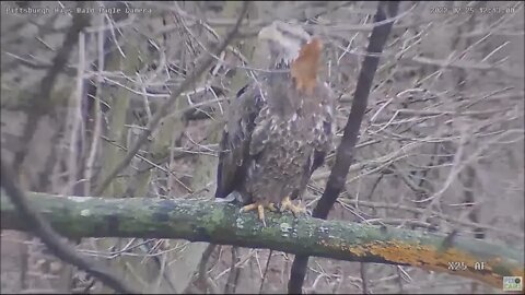 Hays Eagles alert at sub-adult near the nest above the Woods Limb 2.25.22 12:12pm