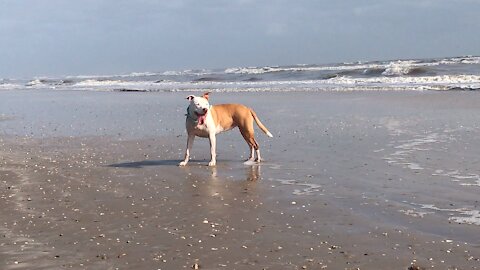 Beach Paws🐾