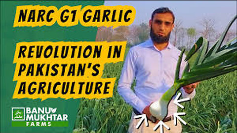 Narc G1 Garlic Cooking Experiment |