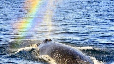 Stuff that Comes Out of a Whale's Blowhole - It Ain't All Rainbows