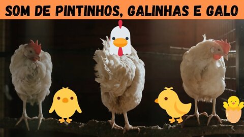 SOM DE GALINHEIRO - GALO, GALINHAS E PINTINHOS