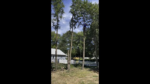 Topping a small pine tree