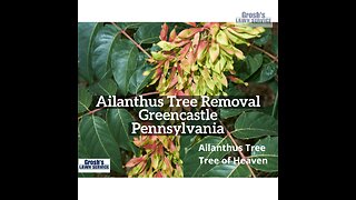 Ailanthus Tree Greencastle Pennsylvania