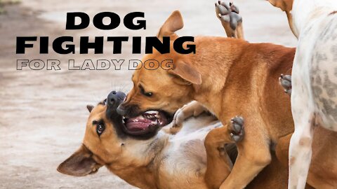 Agressive dog fighting