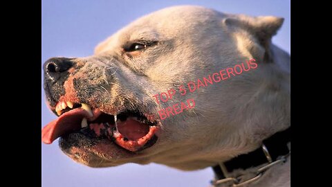 TOP 5 DANGEROUS DOGS IN THE WORLD