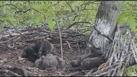 Hays Eaglet H14 accesses preen gland 2021 04 28 7:18:50