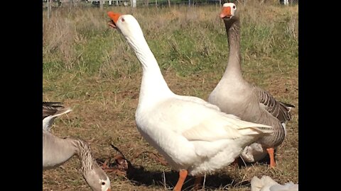 Geese are white or gray water birds.