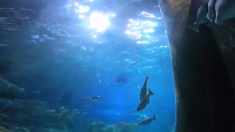 The aquarium & Beautiful fish