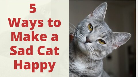 How to Make a Sad Cat Happy: Things You Can Do To Make Cat Happy. Cat Behavior Tips and Tricks.