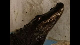 World's Oldest Alligator Has Surgery