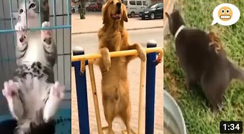 funny animals videos, funny pets doing funny things 🤣😆🤣🔥
