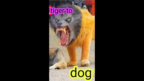 Troll prank dog funny & fake lion and fake . Tiger prank to dog