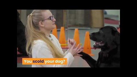 "THE DOG CALMING CODE" - GREAT TIPS TO CALM AN EXCITED DOG!