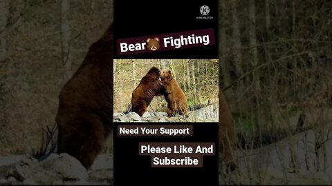 Bear Fighting | Fight | Brown Bear | War | #viral #shorts #animals #video #bear #fight #war #wild