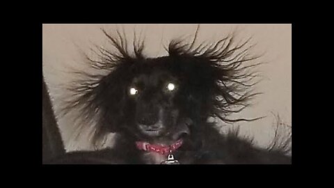 \\\\\\ ///FUNNIEST CAT AND DOG VIDEOS 2023// \\\\// \\\/