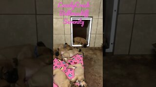 Pink puppies sleeping #bullmastiffpuppy #bullmastiff #lonelycreek