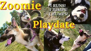 Dog Zoomies Playdate | Father and Daughter Dog Zoomies Duet