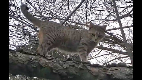 Tree-Top Tail Spinner: A Cat's Arboreal Adventure