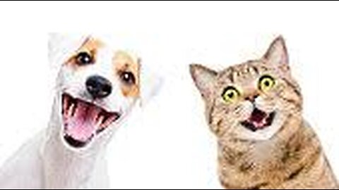 funny animals 😂funny dog 🐕 and cat videos 🐈