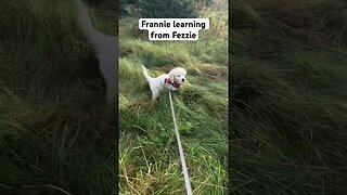 Frannie Learning from Fezzie #retriever #puppy #golden
