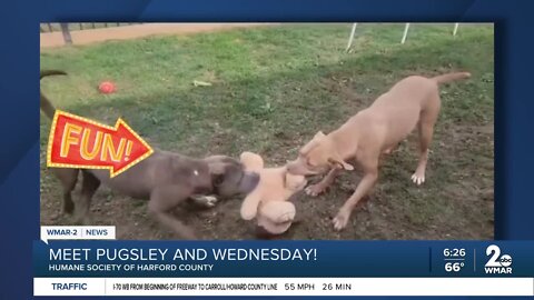 Pugsley and Wednesday the dogs are up for adoption at the Humane Society of Harford County