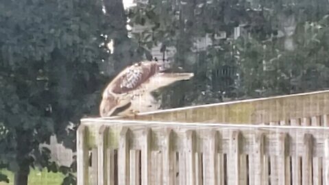 Spotted Red-Tailed Hawk in our back yard and the neighbors! September 1st 2021