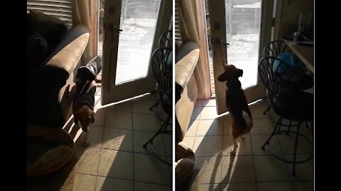 Obedient Cute Doggie Closes the Door by ITSELF🚪