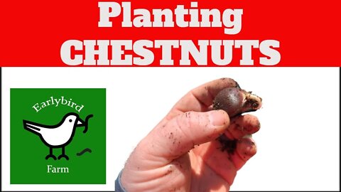 Planting Dunstan Chestnuts Part 1