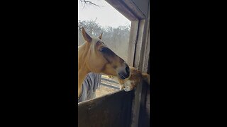 Horse and Cat become friends