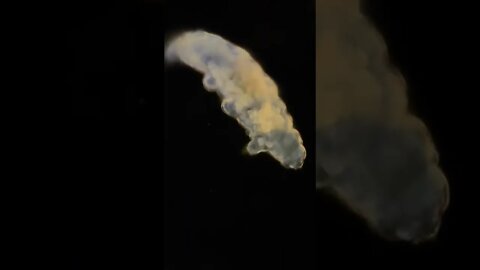 Tardigrades and Glowing Squid float into a station.. - Quick Science News (Shorts, NASA ,ISS ,Space)