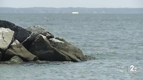 Invasive blue catfish are threatening native species of the Chesapeake Bay