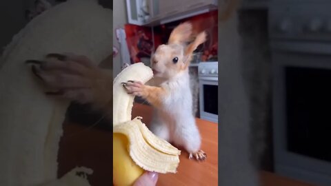 Funny squirrel / Белочка / squirrel / funny video #NatureShortsVideo