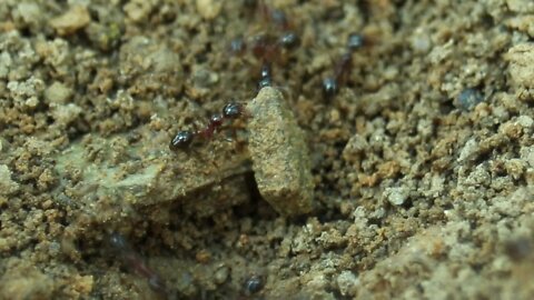 Life Of Ants || Ants construction Skills. #Ants #Life #WildLife #Skill