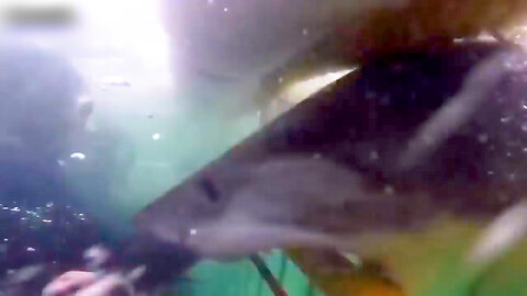 Shark Attack Caught on Camera 2023 - Fastest Shark Mako Slams Into Cage at Full Speed