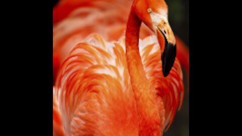 4K Videos -Beautiful Flamingo Bird