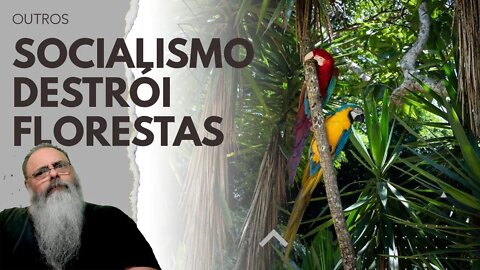 VENEZUELA destrói mais FLORESTAS que o BRASIL, SOCIALISMO sempre FUNCIONA para DESTRUIR COISAS