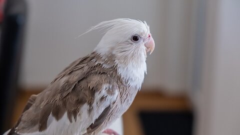 Cockatiel FOR NEW HOME