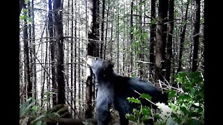 Giant Black Bear Caught on Camera