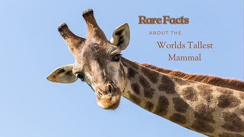 Rare Facts About the World's Tallest Mammal