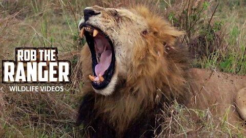 Lion Pride At Dusk - Lioness Roars | Maasai Mara Safari | Zebra Plains