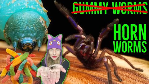 Feeding My Tarantulas HORN Worms, NOT Gummy Worms!