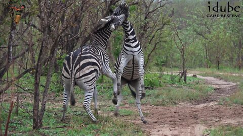 Two Zebras Compete For Dominance In Africa | Incredible Wildlife Interactions