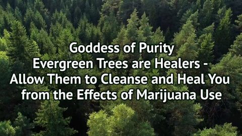 Evergreen Trees Are Healers - Allow Them to Cleanse and Heal You from the Effects of Marijuana Use