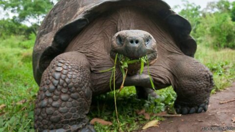 The big tortoise grazes and has fun👽👽