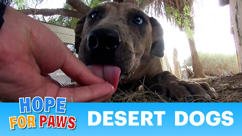 Rescuing 3 dog and 9 puppies in the desert. Please share so we can find them loving forever homes.