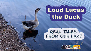 Loud Lucas the Duck, Real Tales From Our Lake