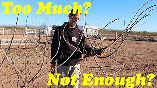 Pruning Apple Trees | Establishing Tree Structure